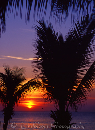 Cabo Sunset and palms