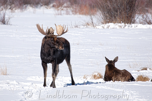 Maloit Park Moose
