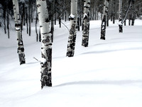 Aspen Trees - Winter