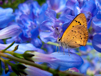 Butterfly on Lupines