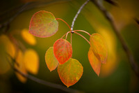 Fall aspen leaves 018