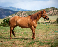 MVHR Adopt a Horse