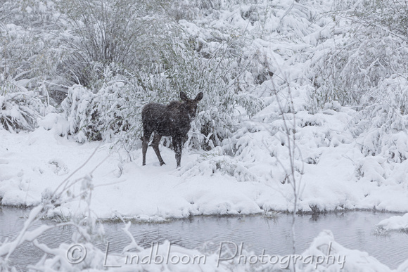 Moose in Early Snow