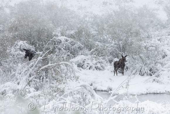 Moose in Early Snow