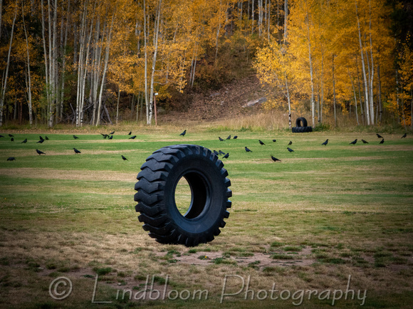 Tire and Crows
