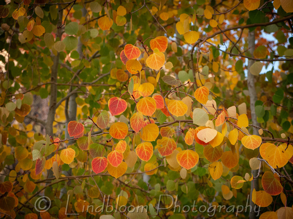 Autumn Aspen Leaves