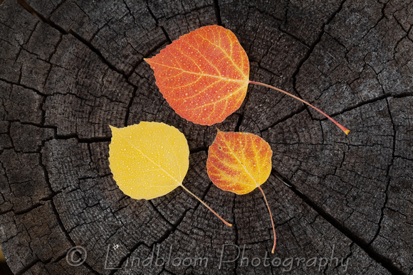Fall Aspen Leaves 012
