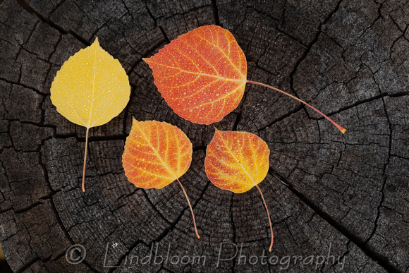 Fall Aspen Leaves 016