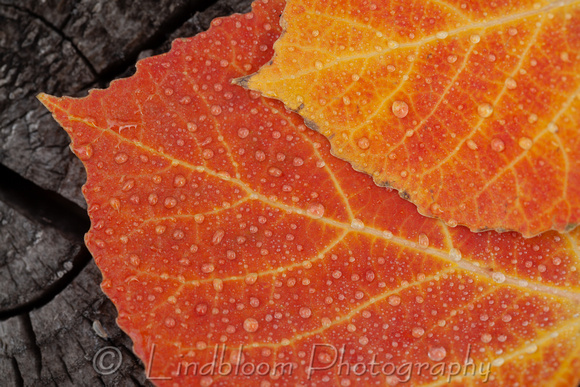 Fall Aspen Leaves 038