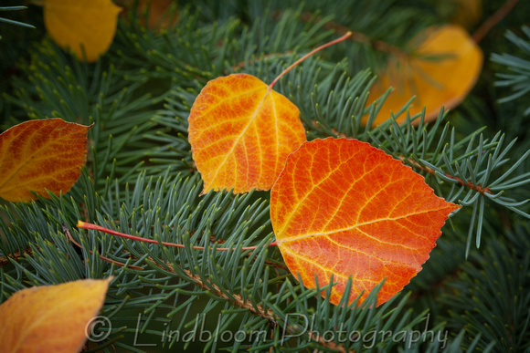 Fall Aspen Leaves 058