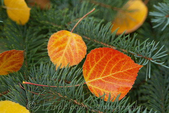 Fall Aspen Leaves 067