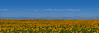 Burlington sunflowers