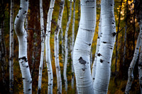Aspen trunks autumn