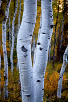 Aspen trunks autumn