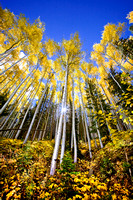 Aspen Trees autumn